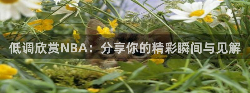 蜘蛛直播体育app：低调欣赏NBA：分享你的精彩瞬间与见解